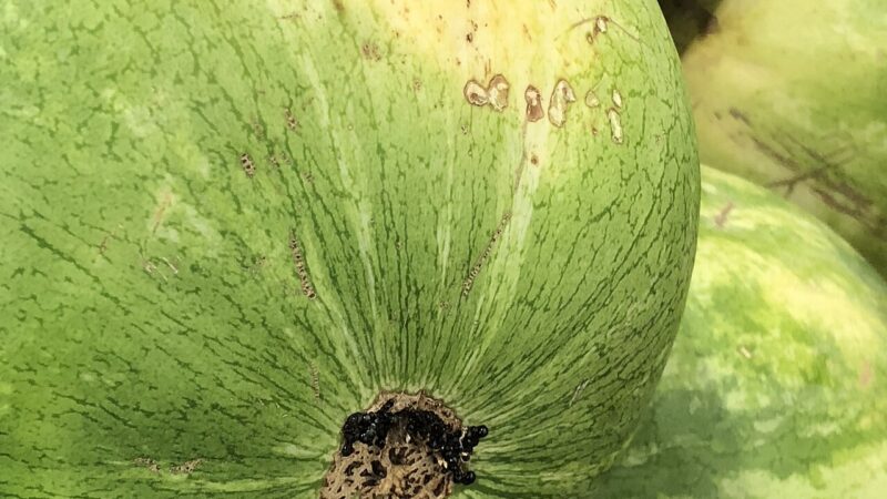 수박 관련 실사 또는 그래픽 이미지: Citrullus lanatus (fruit) 1 2018-06-02