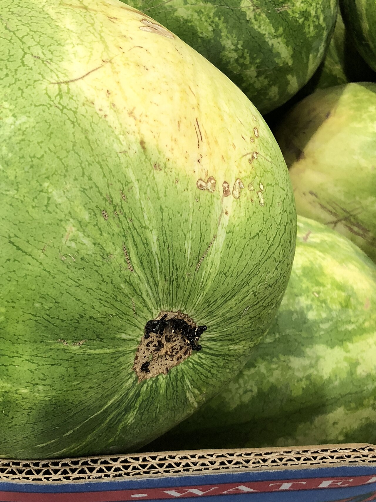 수박 관련 실사 또는 그래픽 이미지: Citrullus lanatus (fruit) 1 2018-06-02
