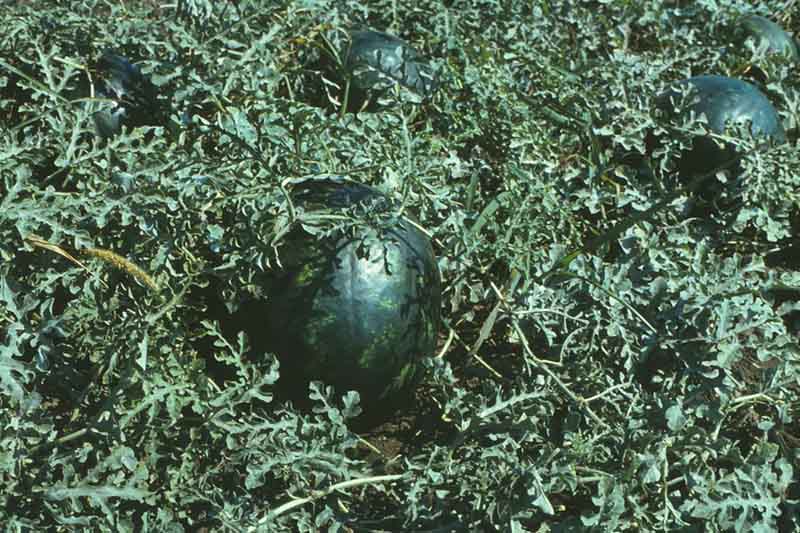 수박 관련 실사 또는 그래픽 이미지: Citrullus lanatus - 2 (1980). (32007499657)