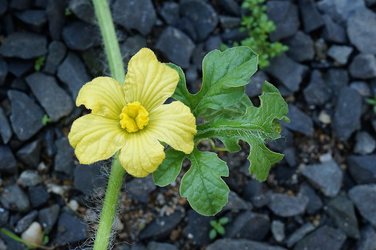 수박 관련 실사 또는 그래픽 이미지: Citrullus lanatus 03