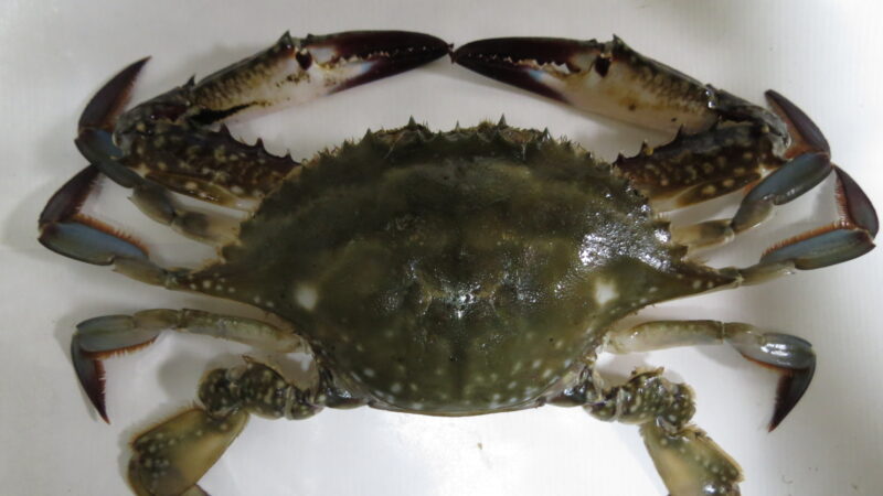 꽃게 관련 Portunus trituberculatus