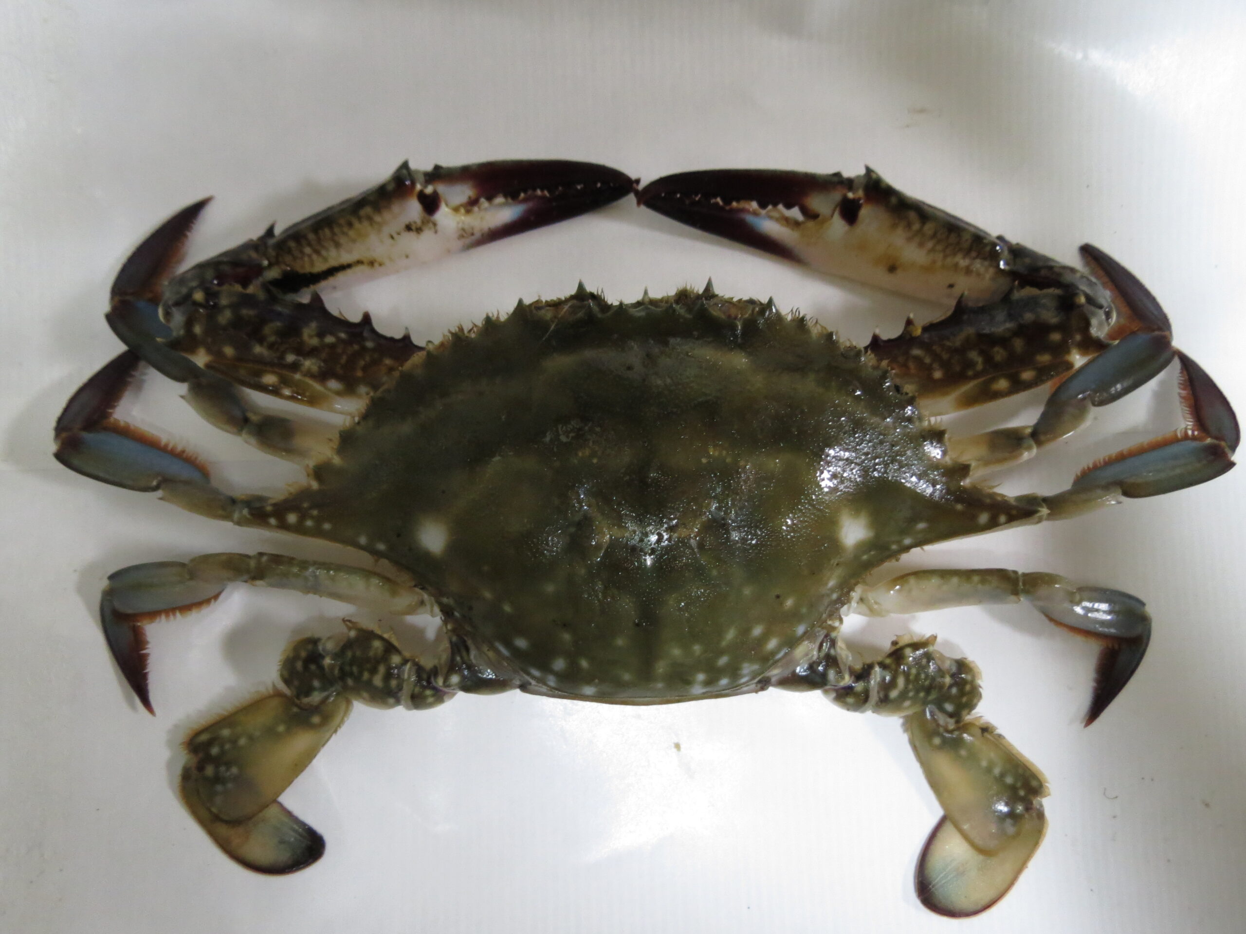 꽃게 관련 Portunus trituberculatus