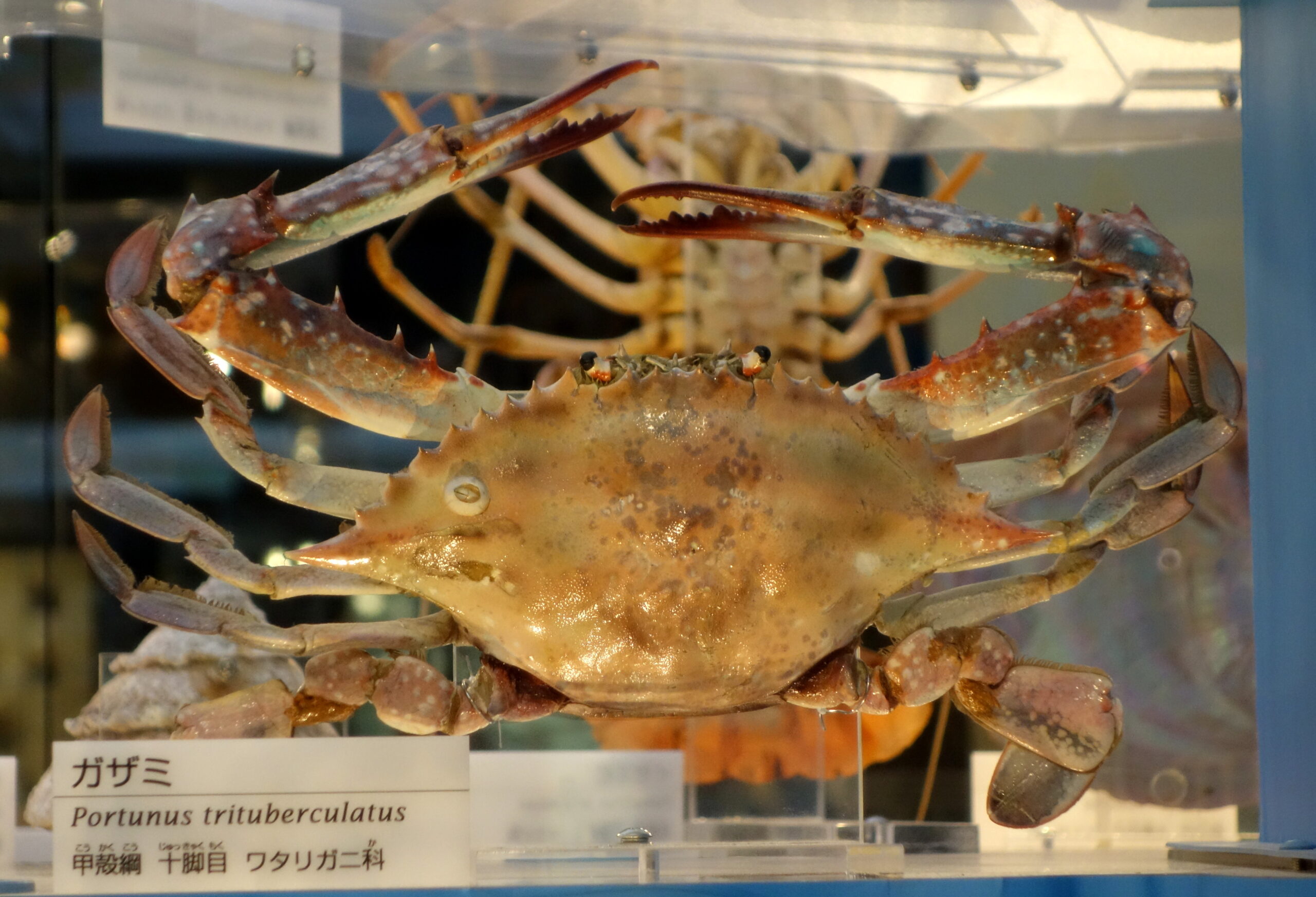 꽃게 관련 Portunus trituberculatus - National Museum of Nature and Science, Tokyo - DSC06892