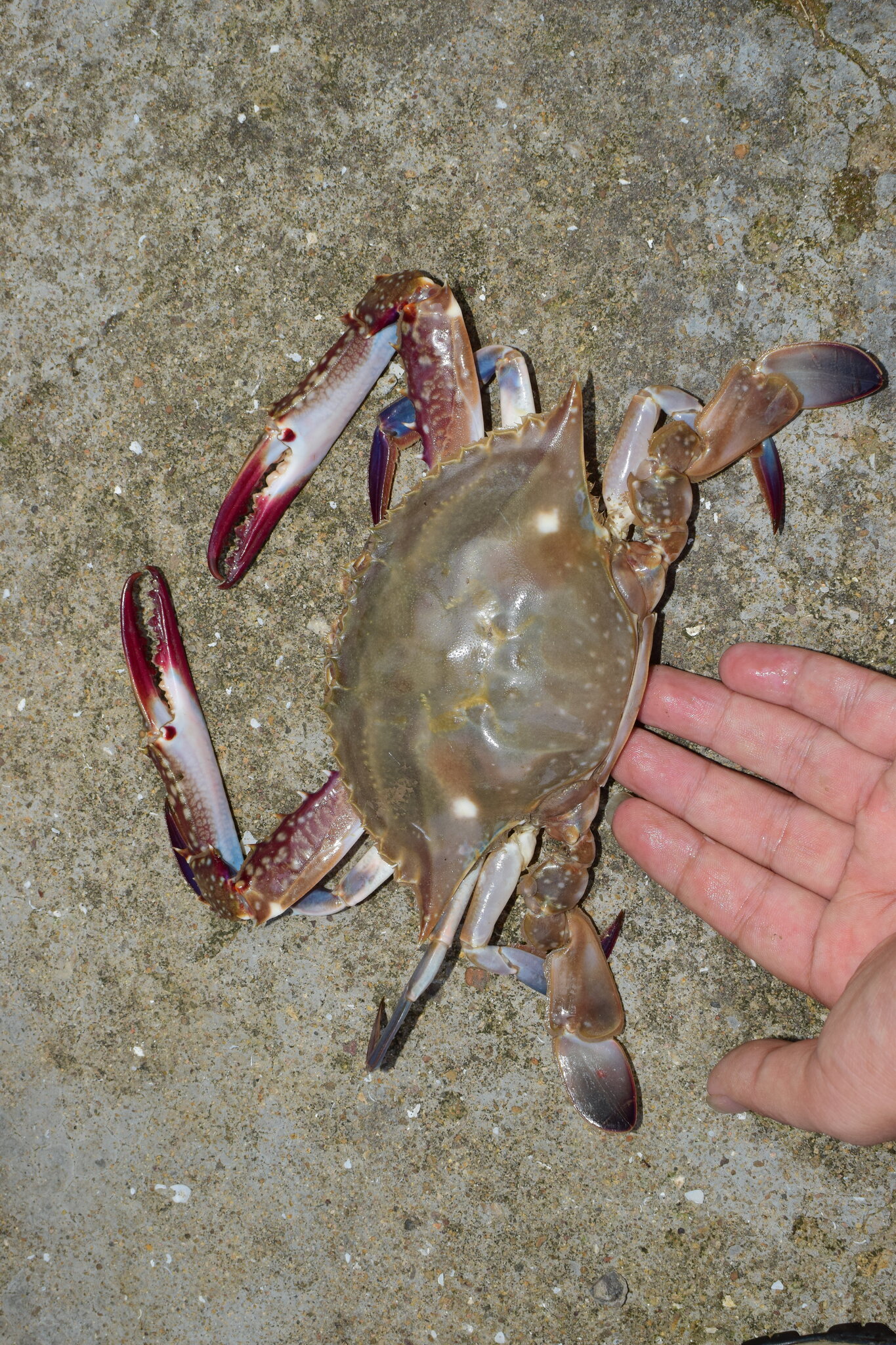 꽃게 관련 Portunus trituberculatus 242358853