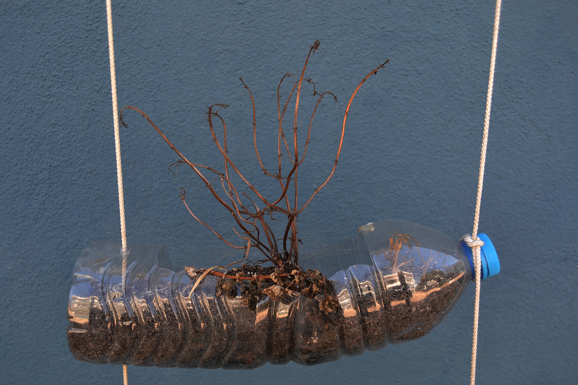 플라스틱 트렌드와 관련된 Feita a plantação de ervas aromáticas, estas acabaram por secar