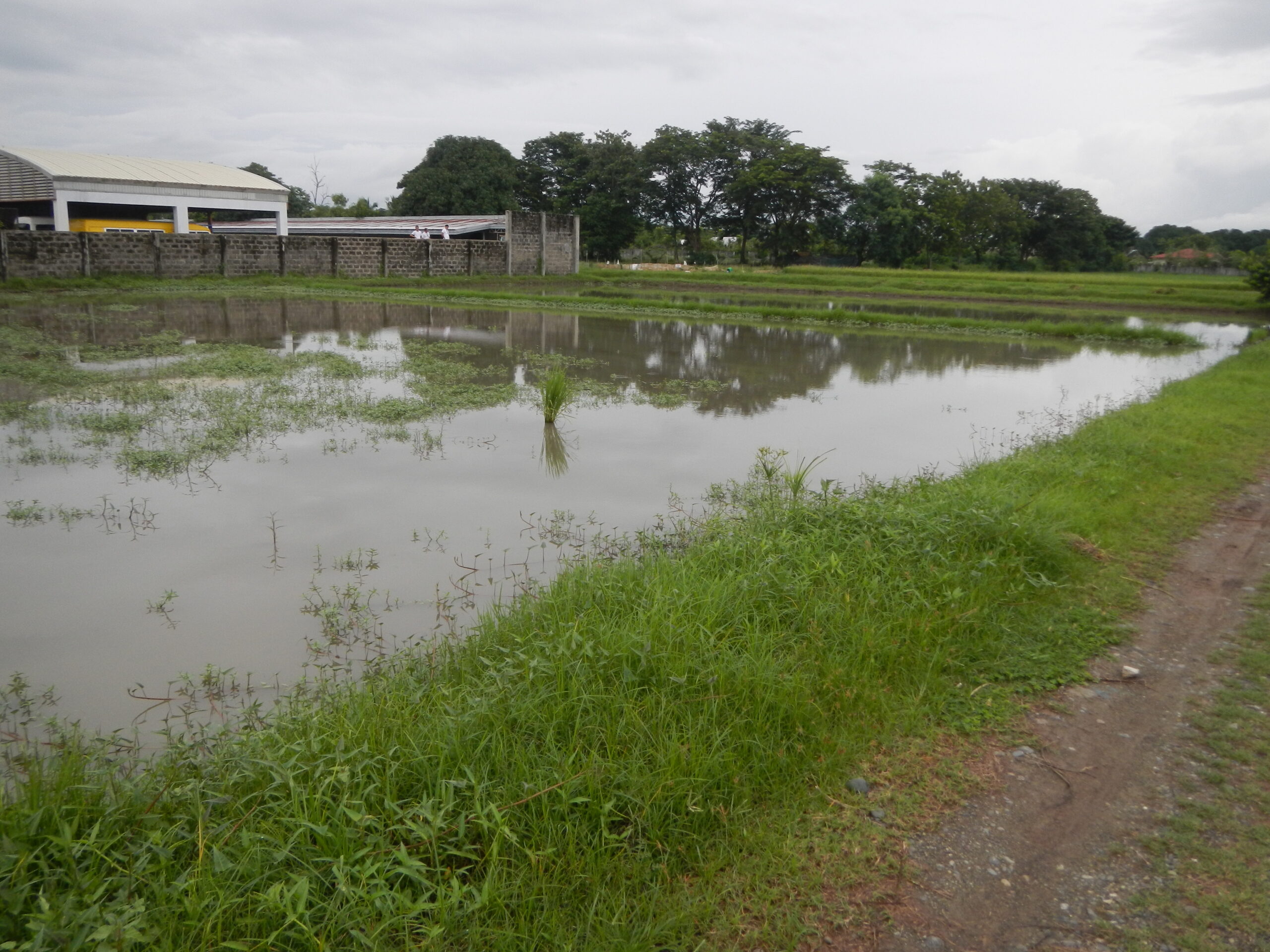 소농 트렌드를 설명하는 09427jfPhilippine Rice Research Institute Korean Projects Ecijafvf 11